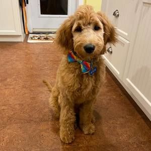 Meet your Posher, Tiffany